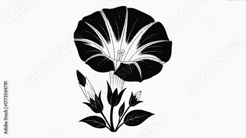 A black and white artistic illustration of a morning glory flower in a minimalist style.  
