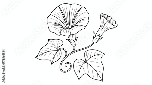 A black and white line drawing of a morning glory flower and vine. The main flower is large and circular, with radiating lines showing its petal pattern.  
