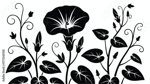 A black and white silhouette illustration of morning glory flowers and leaves.  
