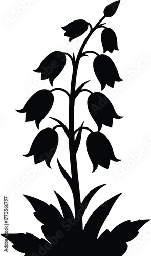 Silhouette of a flowering plant with bell shaped blossoms on white back