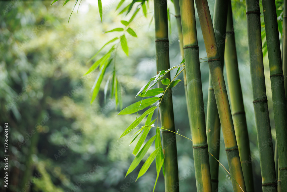 Obraz premium Bamboo tree forest landscape in China