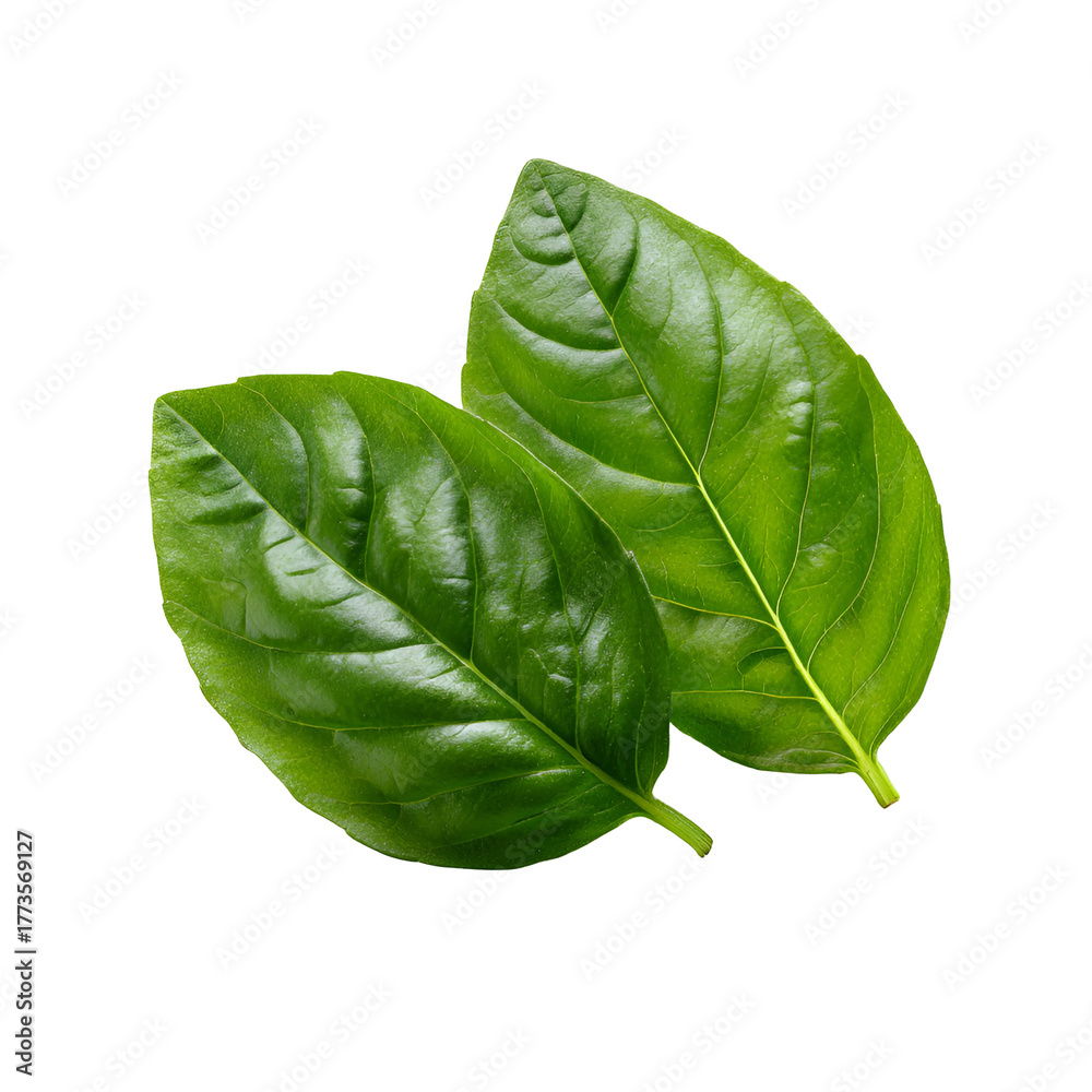 Obraz premium Two vibrant green basil leaves with detailed texture against a stark black background