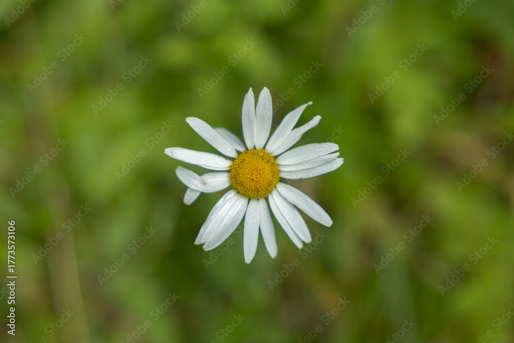 Fototapeta premium vista macro di un fiore bianco e giallo in primo piano con sfondo sfuocato e di color verde