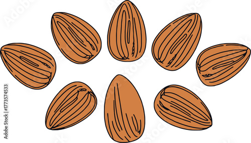 Almond nuts healthy snack food nutrition illustration drawing