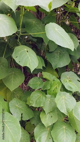Leaves Swaying Gently in the Wind on a Lush Green Plant
Close-up video of heart-shaped green leaves swaying gently in the wind. The soft motion evokes calm, nature, and peaceful atmosphere.