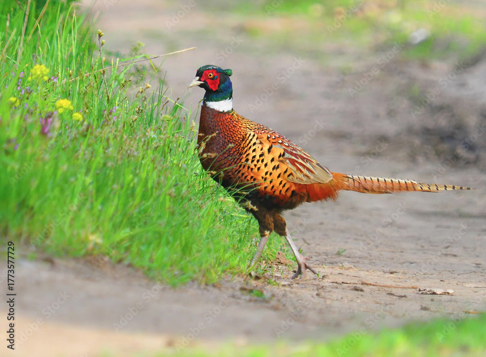 Fototapeta premium The common pheasant, male bird, in breeding plumage, Phasianus colchicus