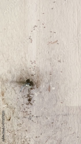 Ants Foraging Around a Hole on a Textured Wall
A trail of ants gathers around a small hole on a textured wall. Their movement reveals natural coordination and colony behavior.