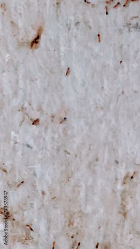 Ants Crawling on a Textured Wall Surface
Close-up video of ants moving across a textured wall. Their scattered motion highlights natural behavior and surface interaction.