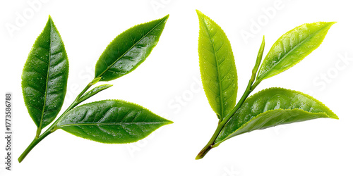Two sprigs of fresh green tea leaves on a black background