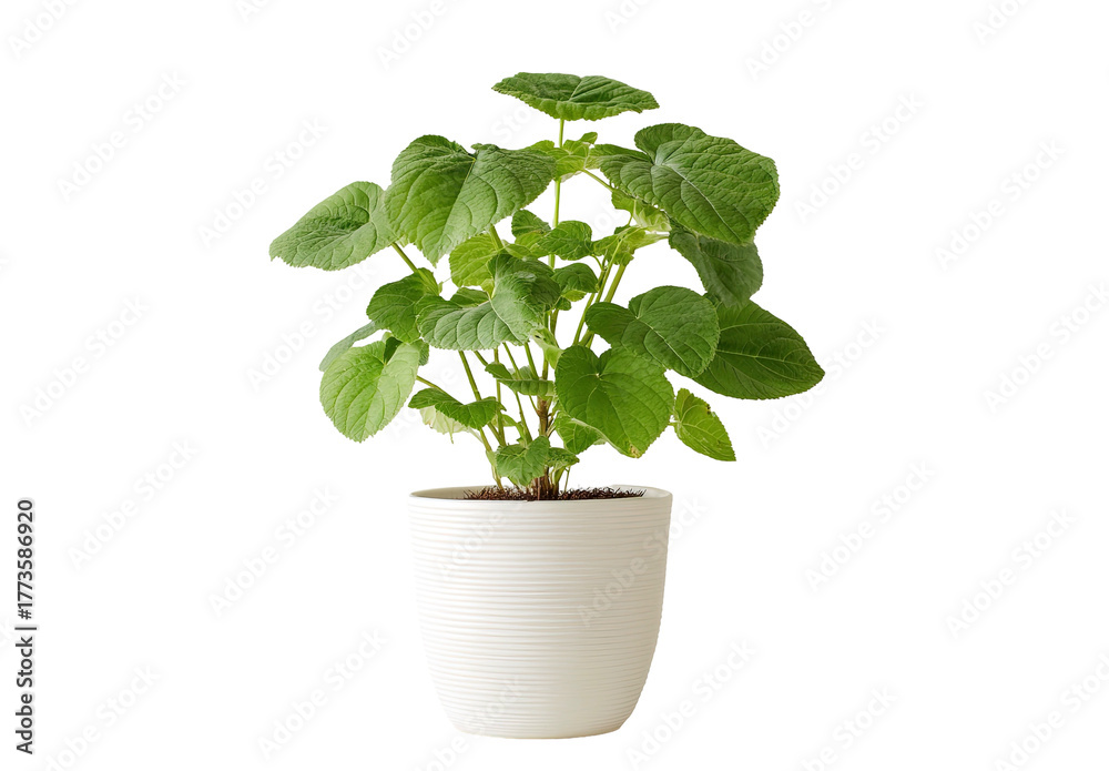 Obraz premium A vibrant green potted plant with lush foliage on a transparent background