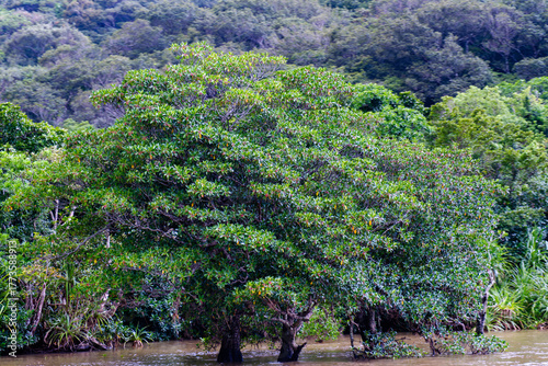 西表島で見つけた南国の豊かな大自然を感じる風景