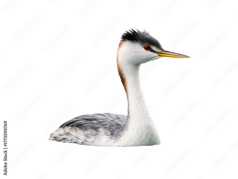 Fototapeta premium Great crested grebe waterbird with distinctive black crest, white neck, chestnut cheeks, and red eyes, isolated on a transparent background