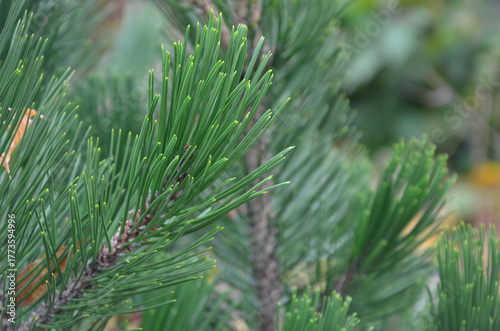 Pinus nigra 'Nana' spuce . Closeup, macro photo outdoors. Landscaping ,gardening , growing conifer trees concept .