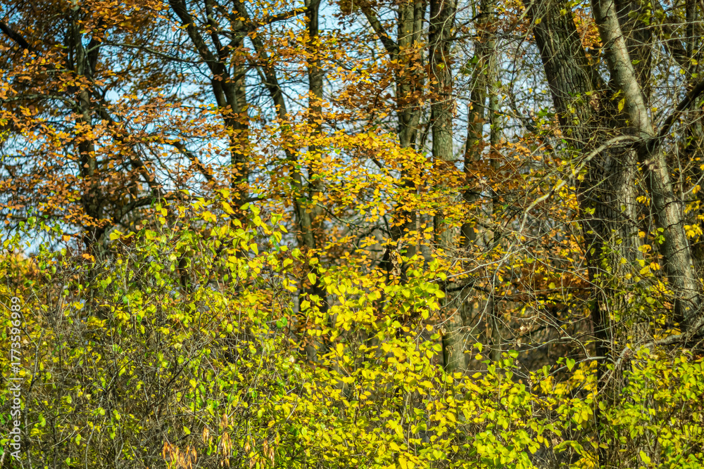Fototapeta premium Autumn trees against the blue sky.