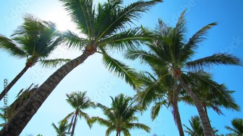 Wallpaper Mural Looking up at tall palm trees against a clear blue sky with the sun shining through the fronds. Torontodigital.ca
