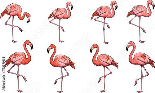 Beautiful pink flamingo birds standing and posing in various elegant positions, isolated on white background, tropical wildlife illustration for design and decor