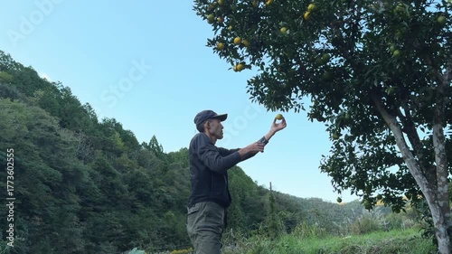 A man pruning branches of a fruit tree in a green orchard surrounded 