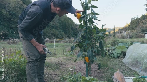A farmer taking care of bell pepper plants in a small organic field surrounded 