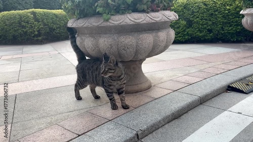 植木鉢のそばでリラックスするトラ柄の猫の映像