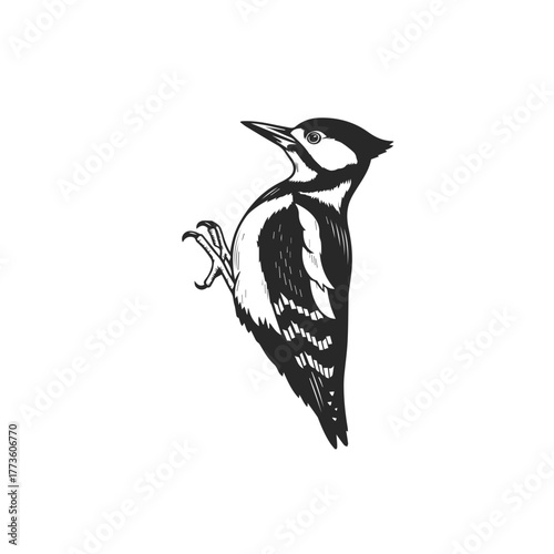 Stylized Woodpecker Bird Vector Illustration.