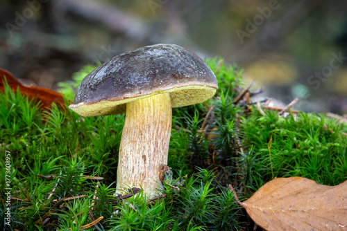 Detail shot of matte bolete in moss