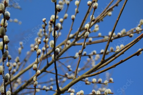 Weidenkätzchen am Baum