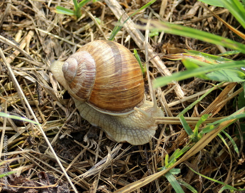 Schnecke mit Haus im Gras