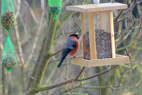 Dompfaff an einem Futterhäuschen