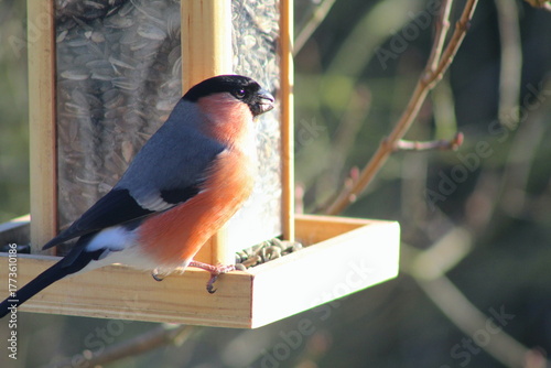 Dompfaff an einem Futterhäuschen