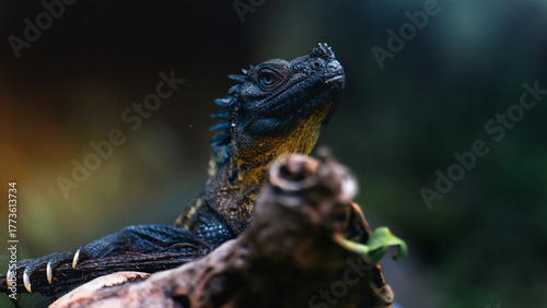 Beautiful Sailfin Lizard Blue water dragon close up portrait photo
