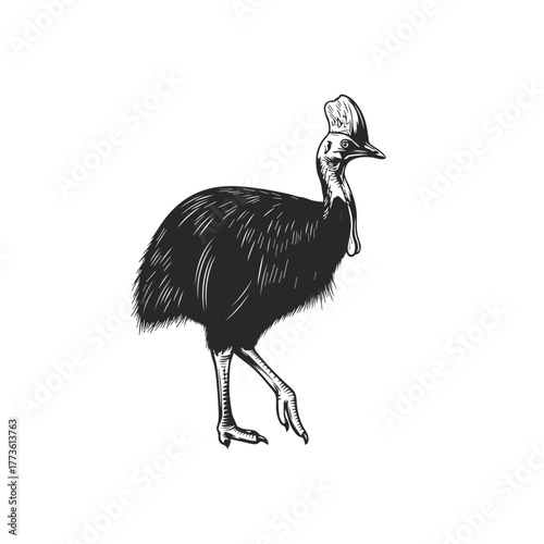 Stylized Illustration of a Cassowary Bird.