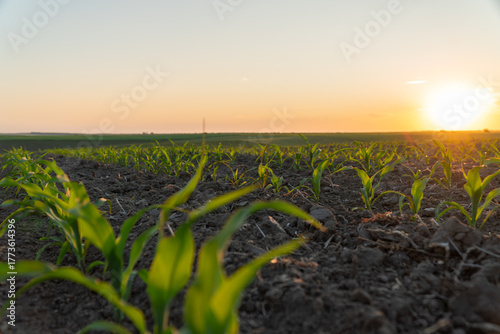 Schilderij op canvas Corn plants reach for the sky as the sun rises over the horizon, signaling the s