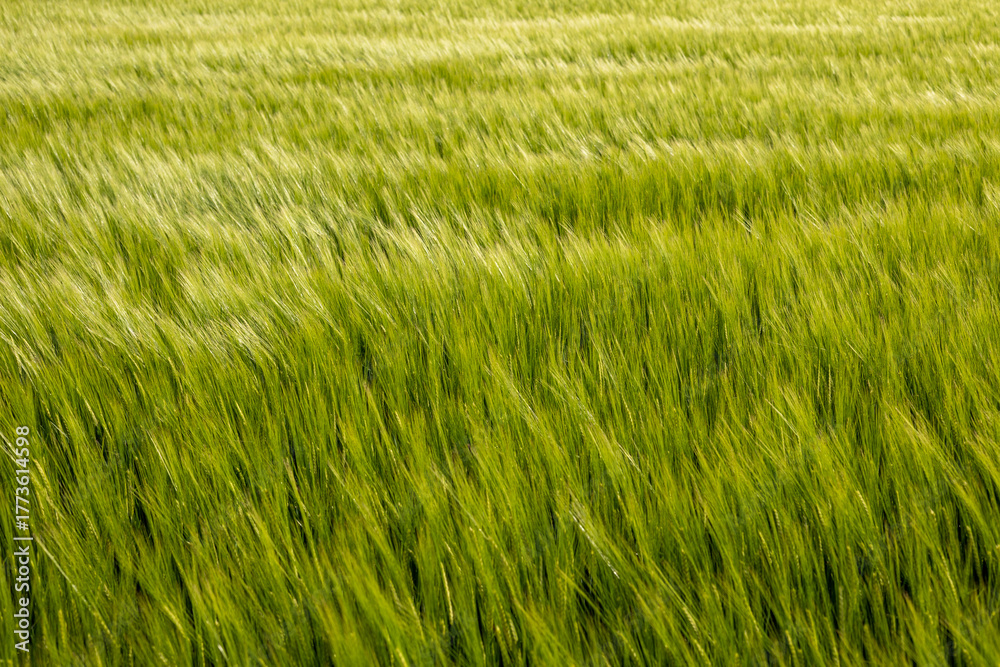 Fototapete mit Sanfte Grashalme im Sommerwind #1773614598