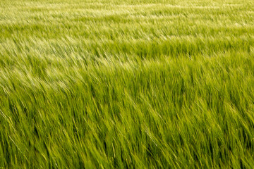 Handdoek met foto Weide Golvend groen grasveld in zomerbries  © SMK