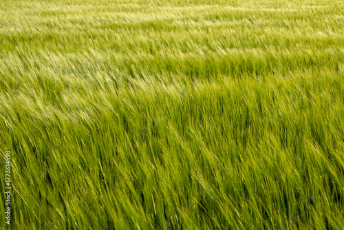 Golvend groen grasveld in zomerbries