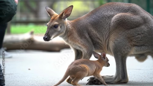 A mother kangaroo and joey walking at a zoo, with a blurred background, suitable for nature content