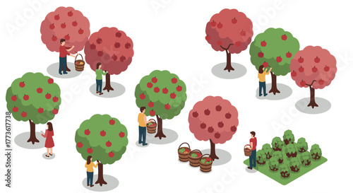 Harvesting apples in orchard with people picking and collecting baskets isometric style