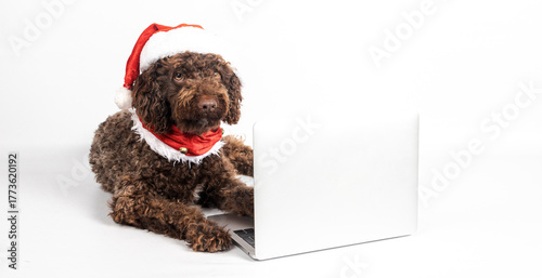 Dog wearing santa hat using laptop for christmas
