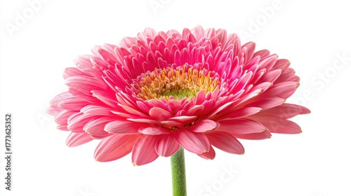 Beautiful pink gerbera daisy flower with yellow center isolated on white background, vibrant spring bloom perfect for fresh designs