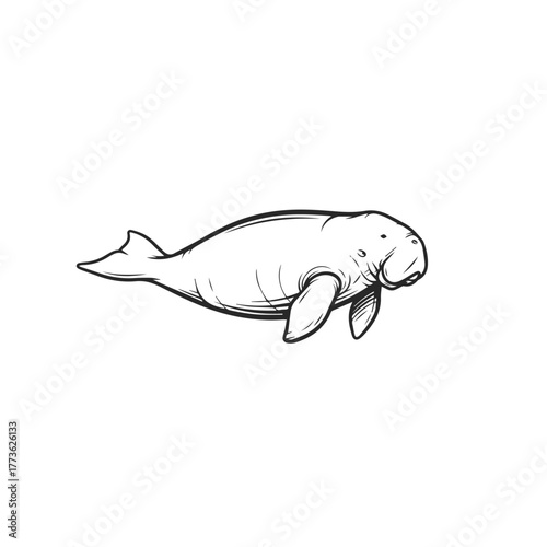Hand Drawn Manatee Marine Animal Illustration.