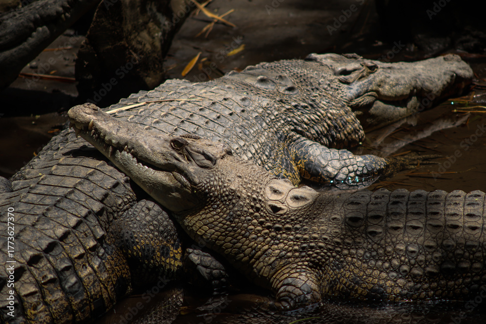 Obraz premium Group of Saltwater Crocodiles Resting Together in Muddy Water Under Sunlight