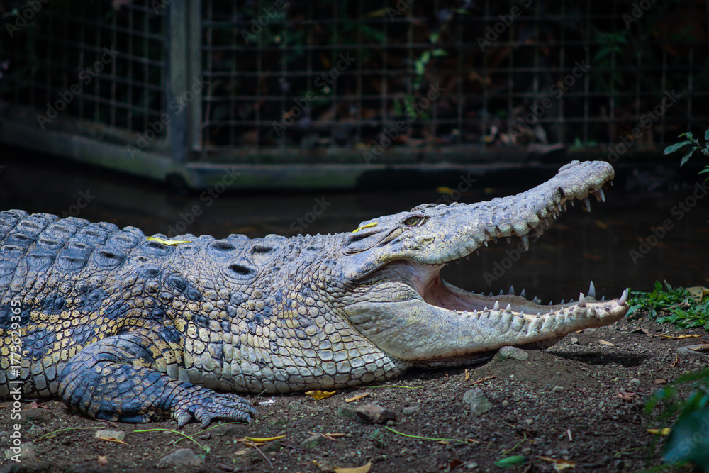 Fototapeta premium Close-up of a Large Crocodile with Open Mouth Showing Sharp Teeth