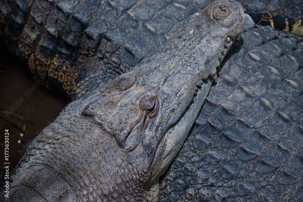 Fototapeta premium Close-up Detail of a Crocodile’s Head and Scaly Skin Texture