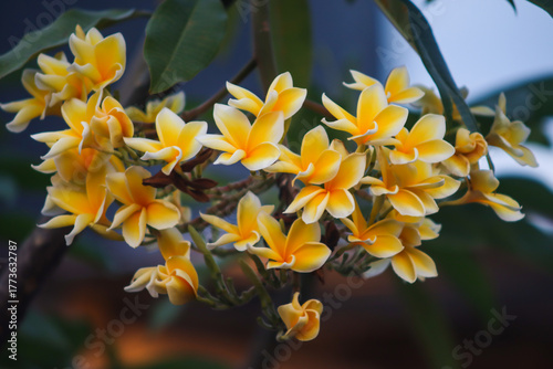 Frangipani or Plumeria rubra or Bunga Kamboja Blooming with Yellow and White Petals on Tree Branches