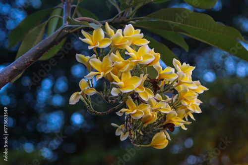 Frangipani or Plumeria rubra or Bunga Kamboja in Full Bloom with Yellow and White Petals Against a Dark Green Bokeh Background