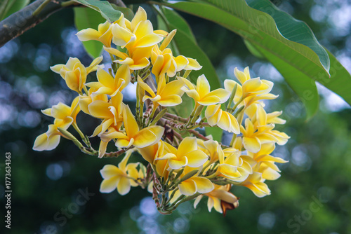 Beautiful Cluster of Yellow Plumeria or Bunga Kamboja Flowers Blooming on Tree with Green Leaves in Tropical Garden