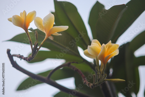 Yellow Plumeria or Bunga Kamboja Blossoms on Branch with Green Leaves
