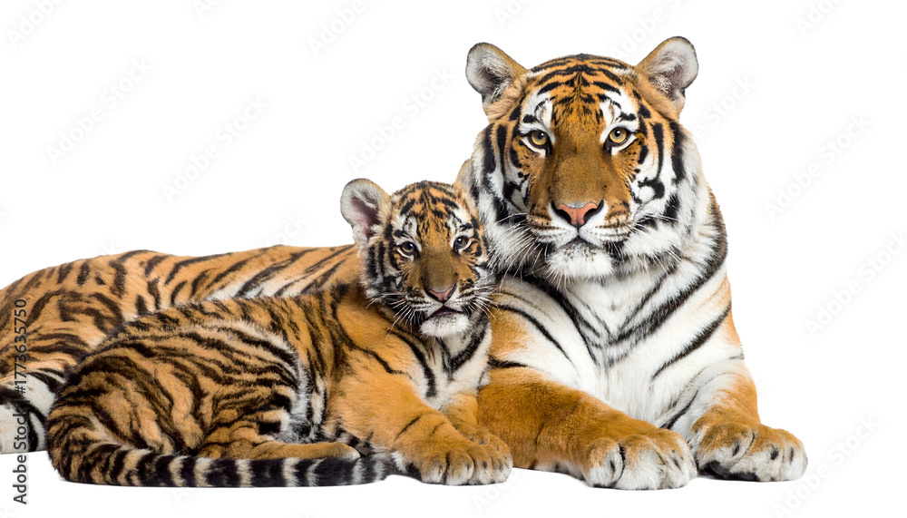 Obraz premium tiger on white background
