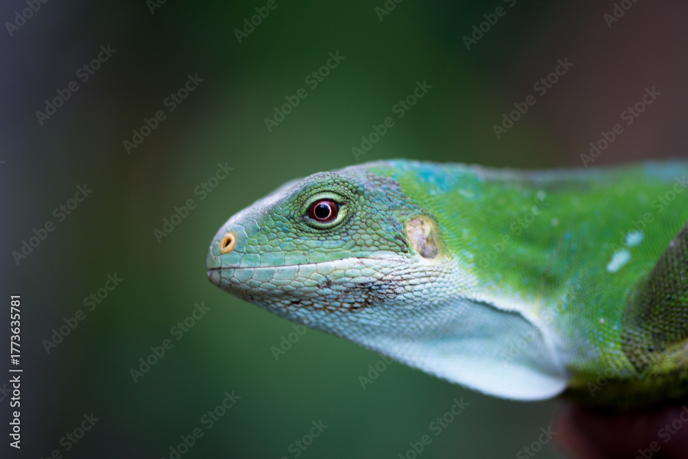 Fototapeta premium A Vanuatu iguana