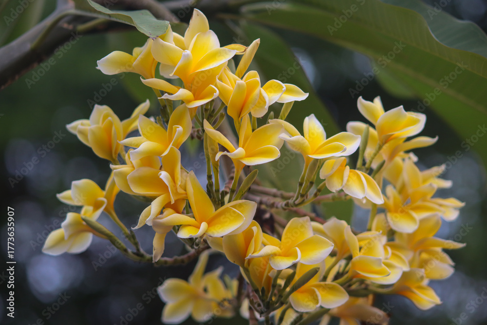 Obraz premium Vibrant Yellow Plumeria Flowers or Bunga Kamboja in Full Bloom on Tree Branch